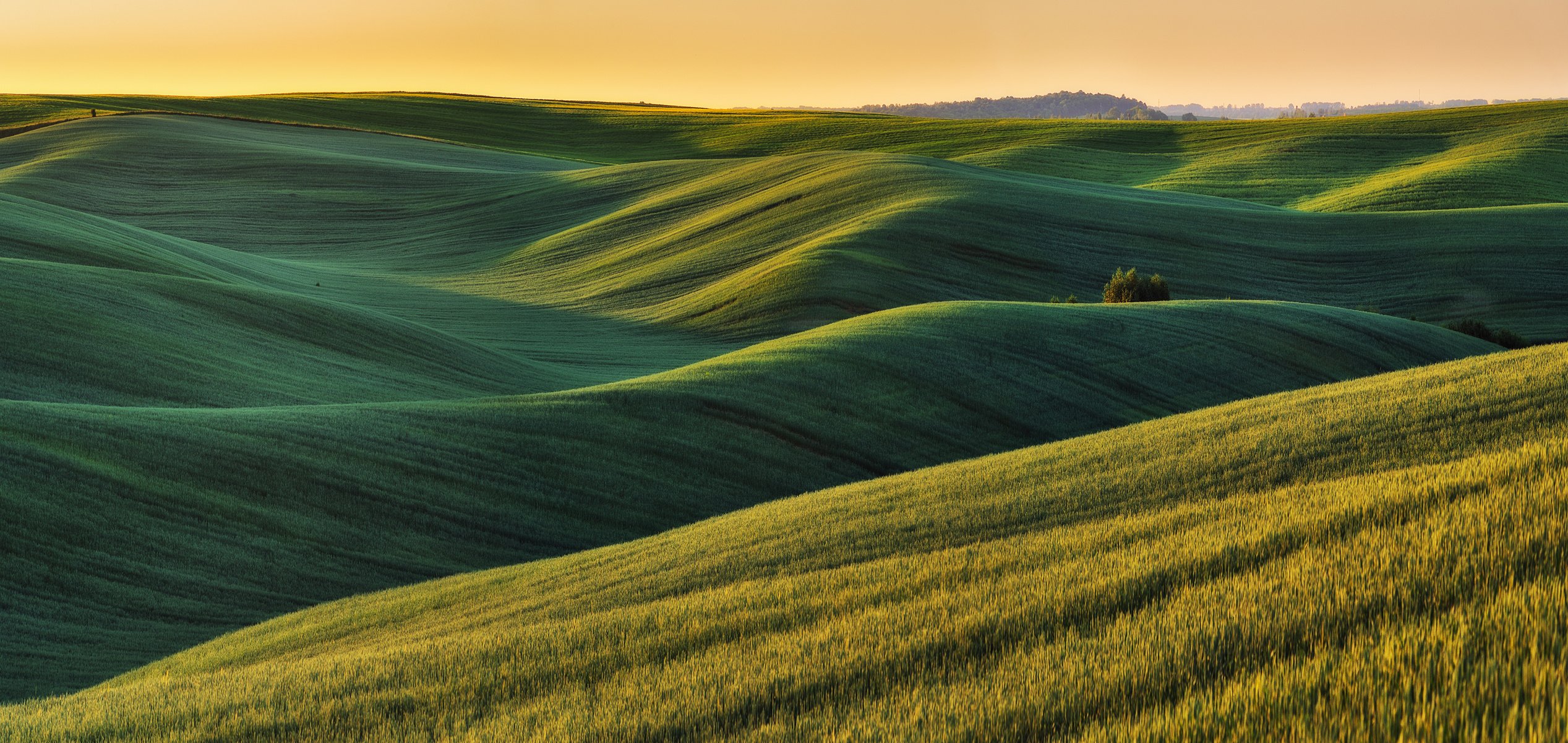 hilly field. picturesque spring field. agricultural field